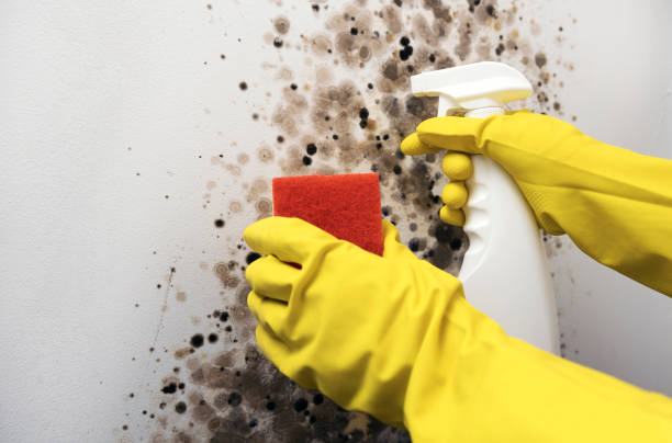 Home Mold Removal in North Star, DE